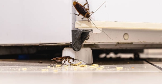 cockroaches in kitchen